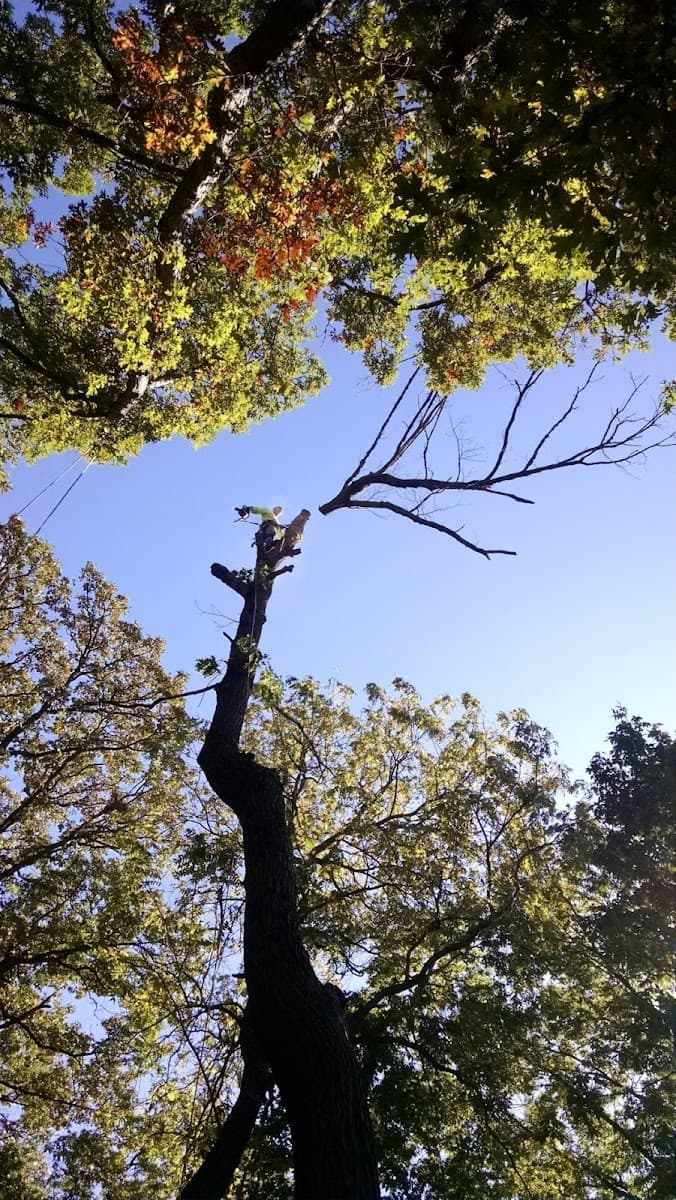 Aerial Rigging Specialists/ Certified Arborist