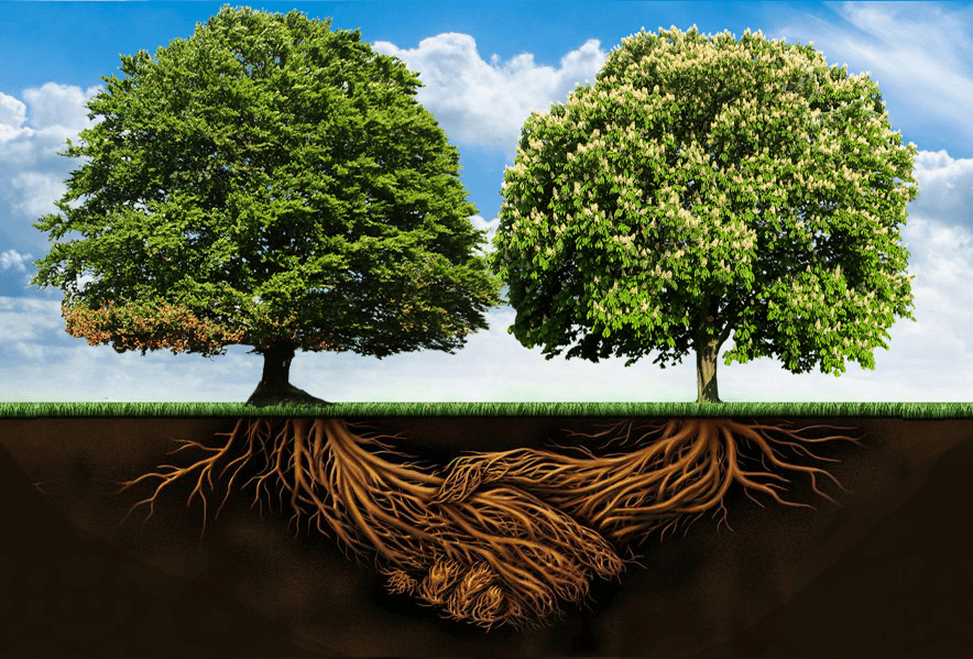 Absolute Tree Solutions