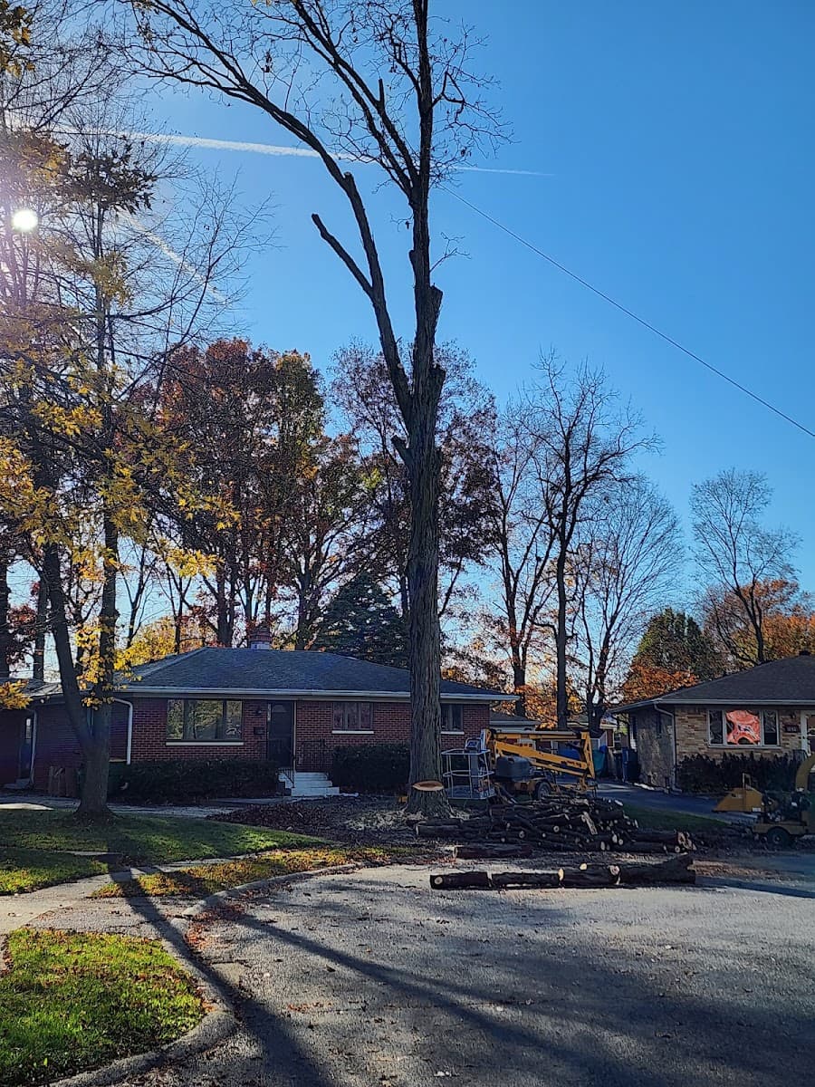 Honey Bear Tree Care