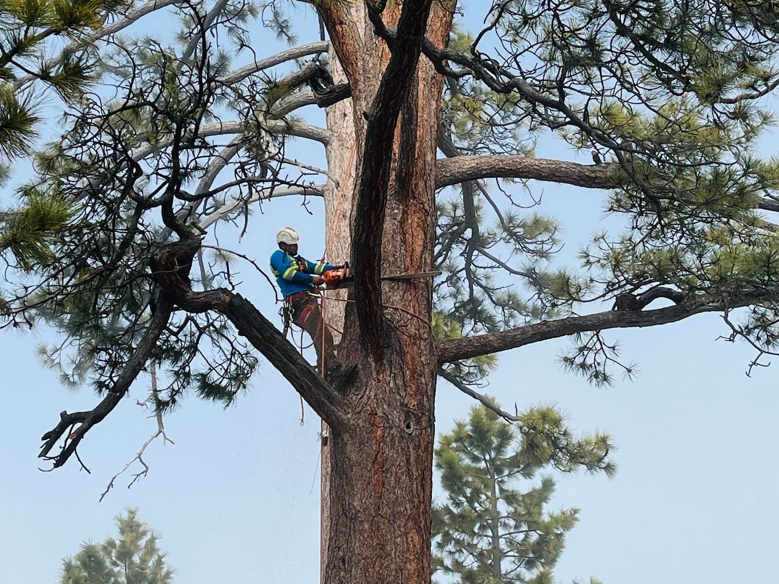 Daniel Hovarter Tree Service