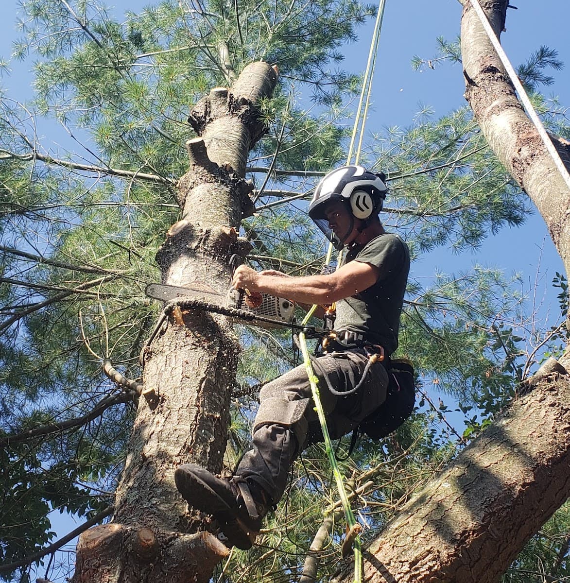 Timber Works Tree Care