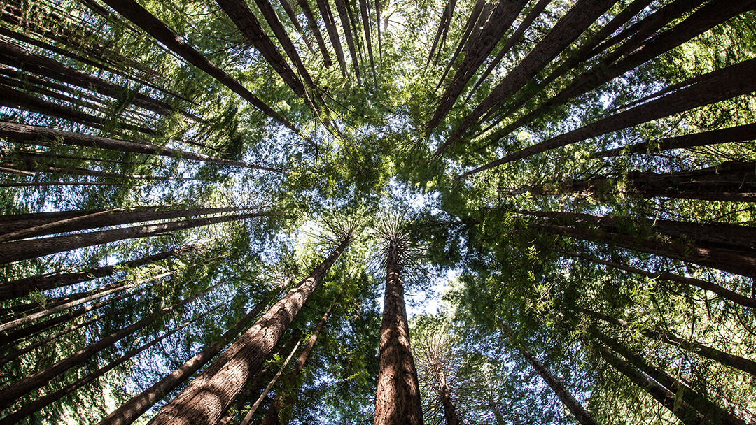 Scott's Tree and Stump Removal Services