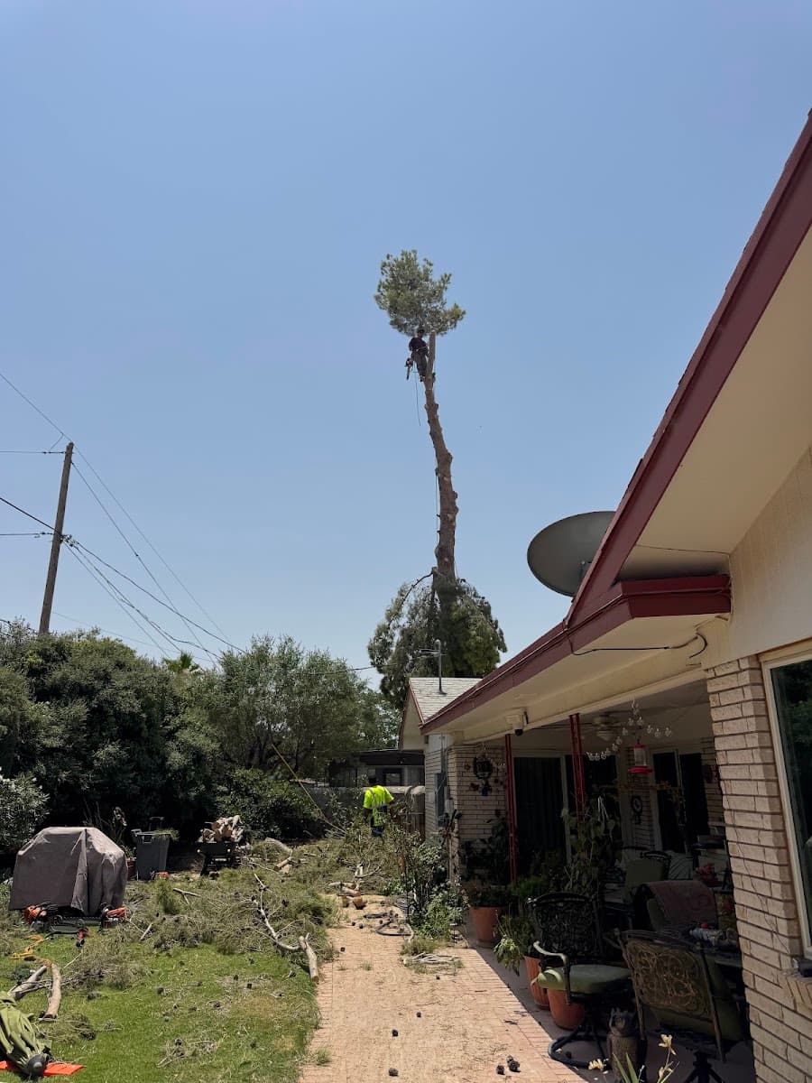 Angel's Trees Service