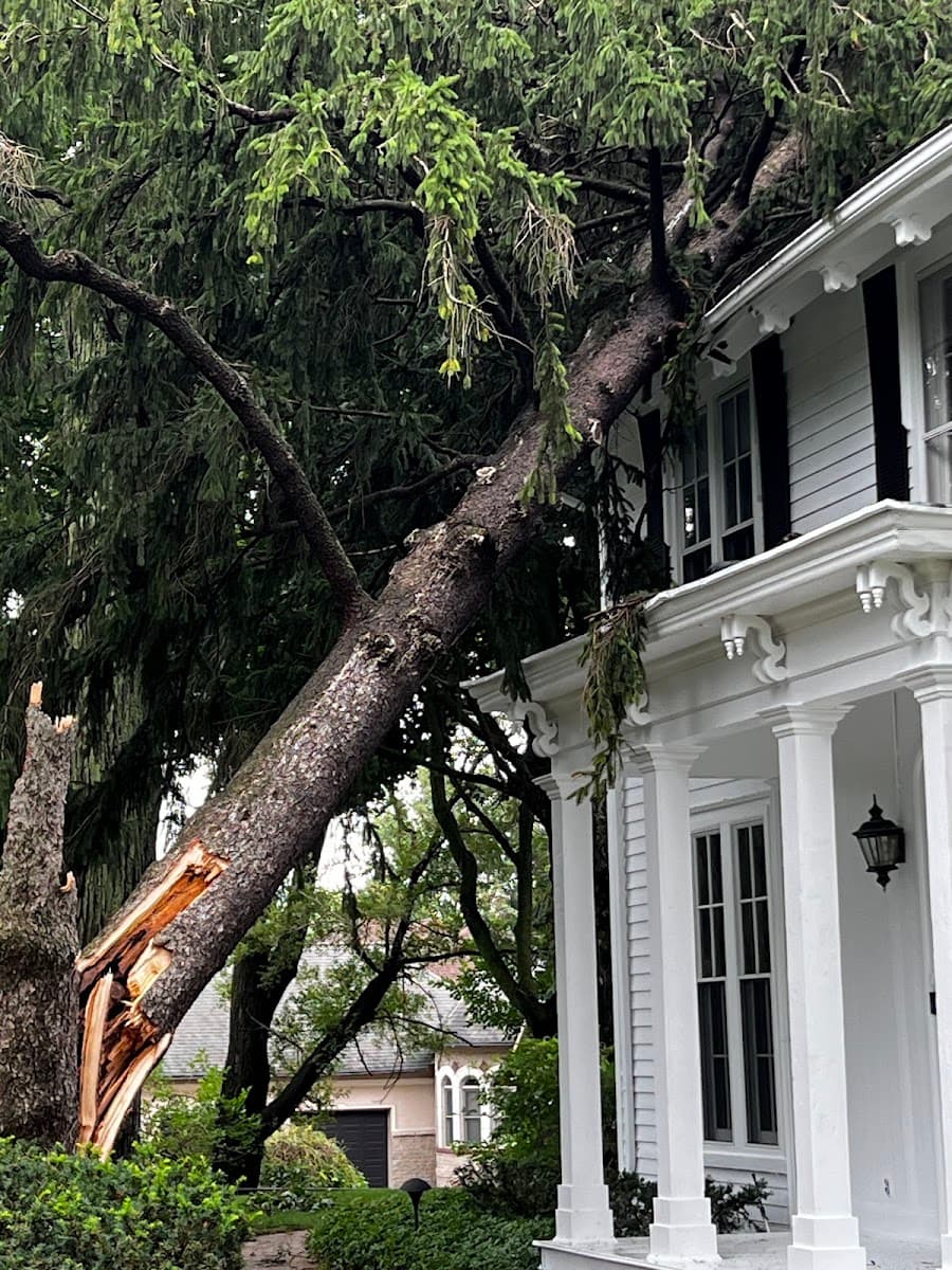 Acer Tree Service plus