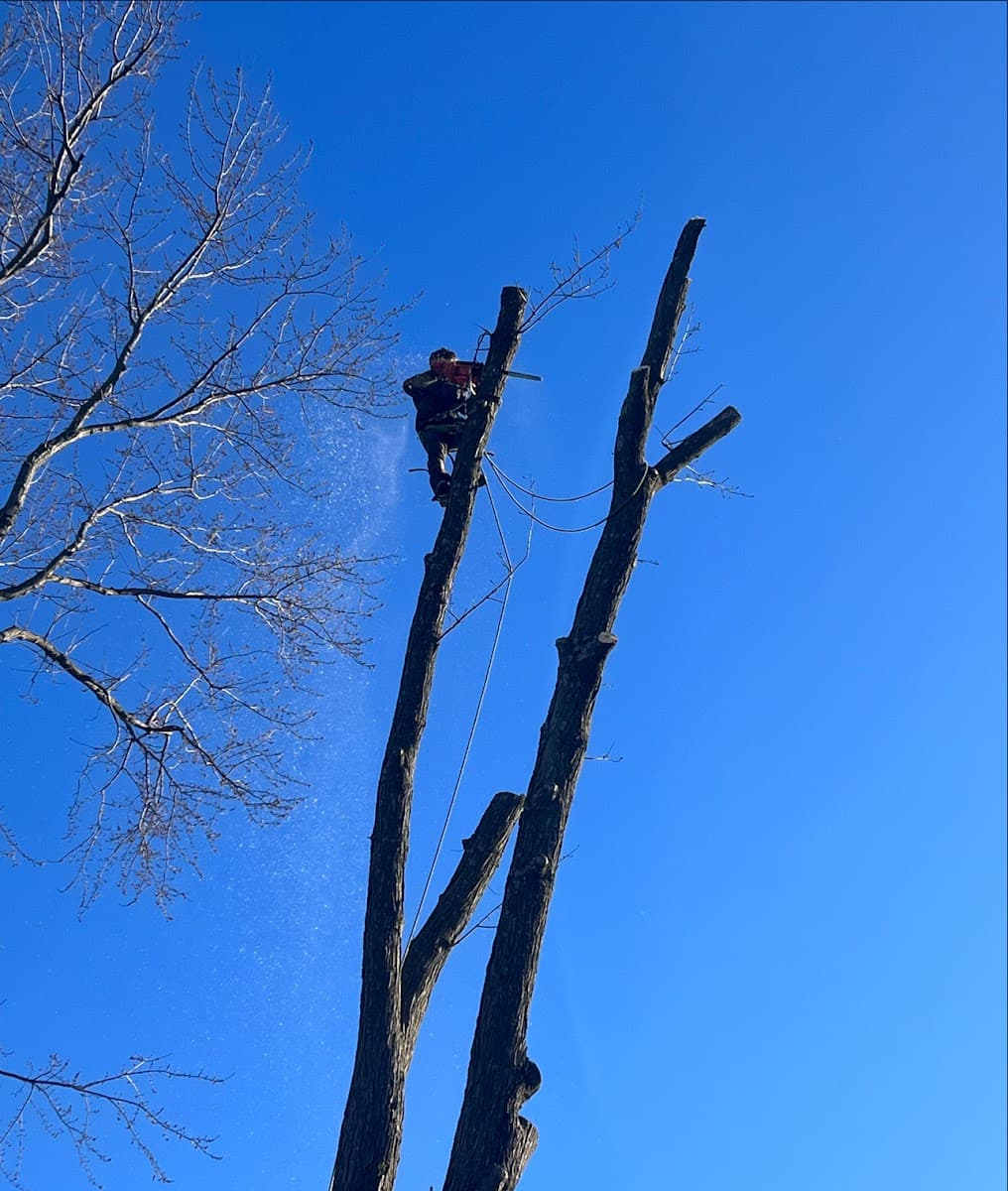 Top Notch Tree Surgeon LLC