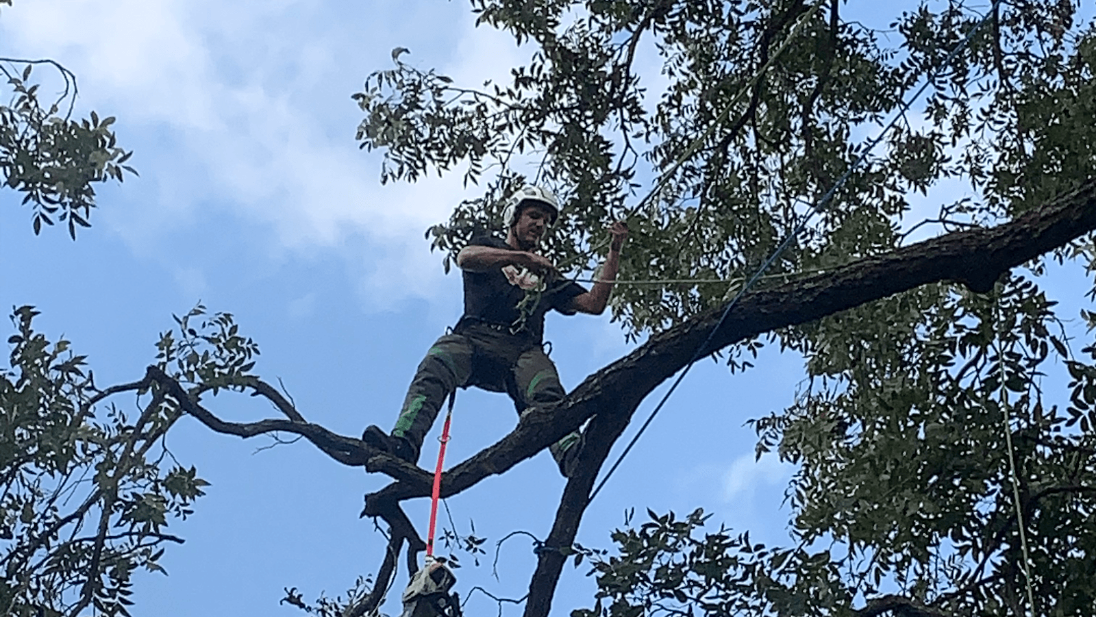 The Art of Trees LLC