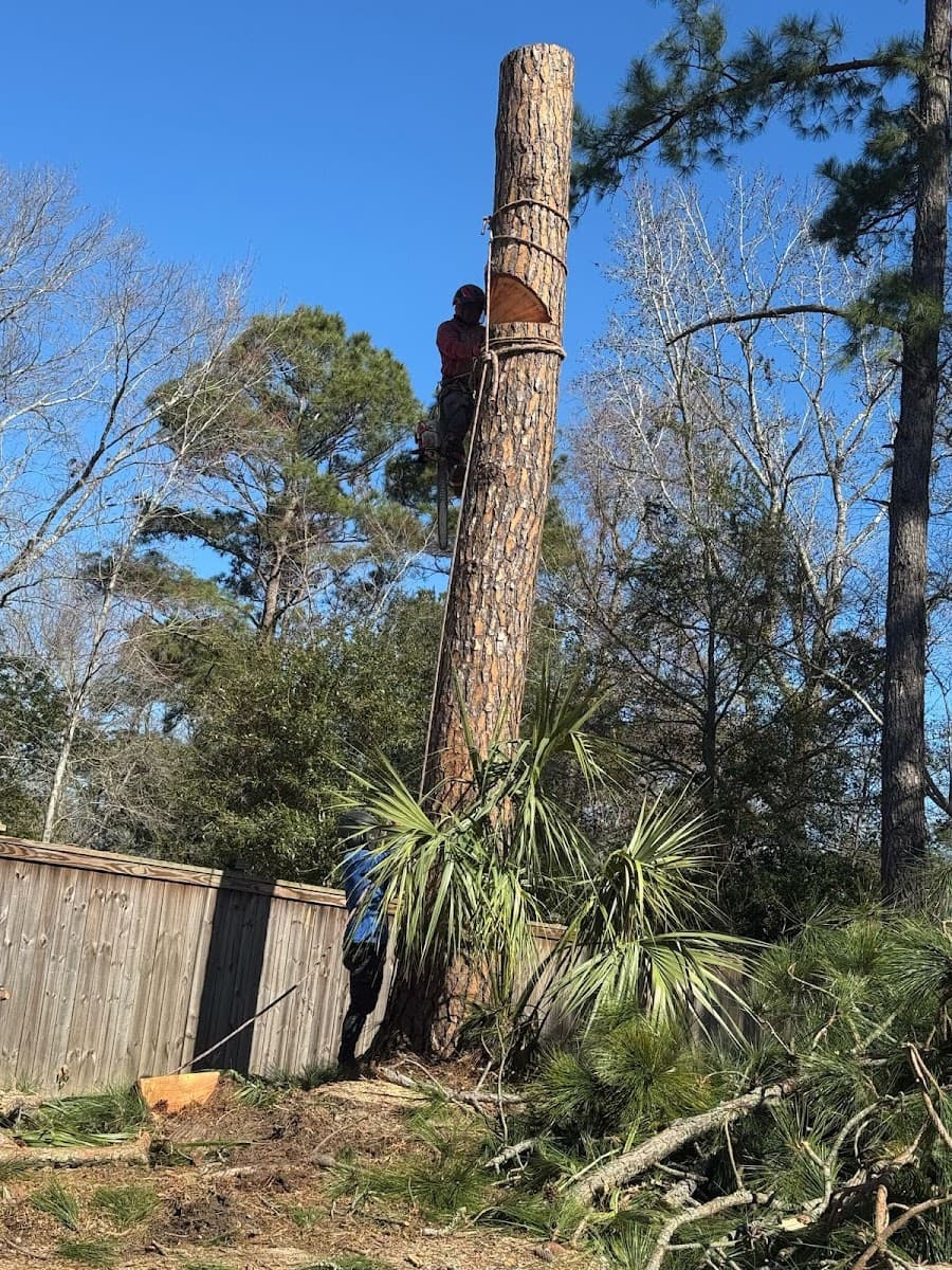 Hernandez Trees and Lawn care LLC