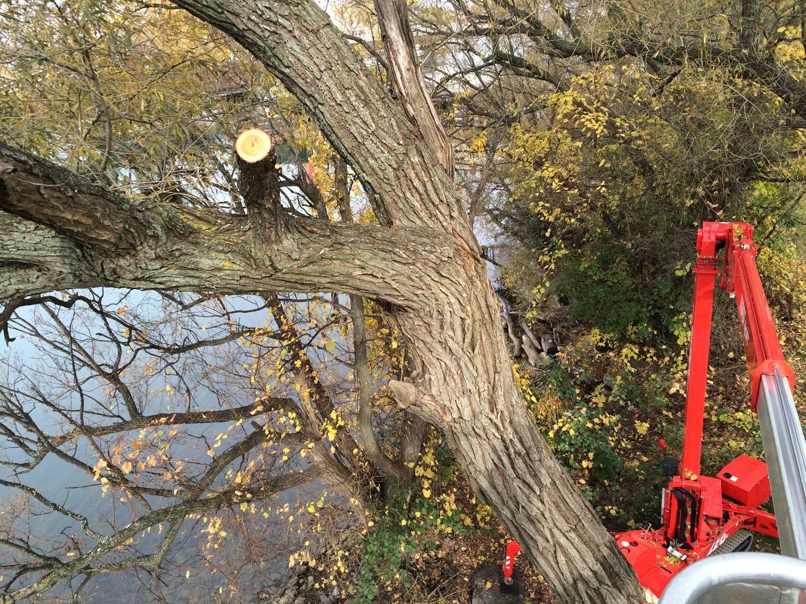 Arborist by Life Tree Services LLC