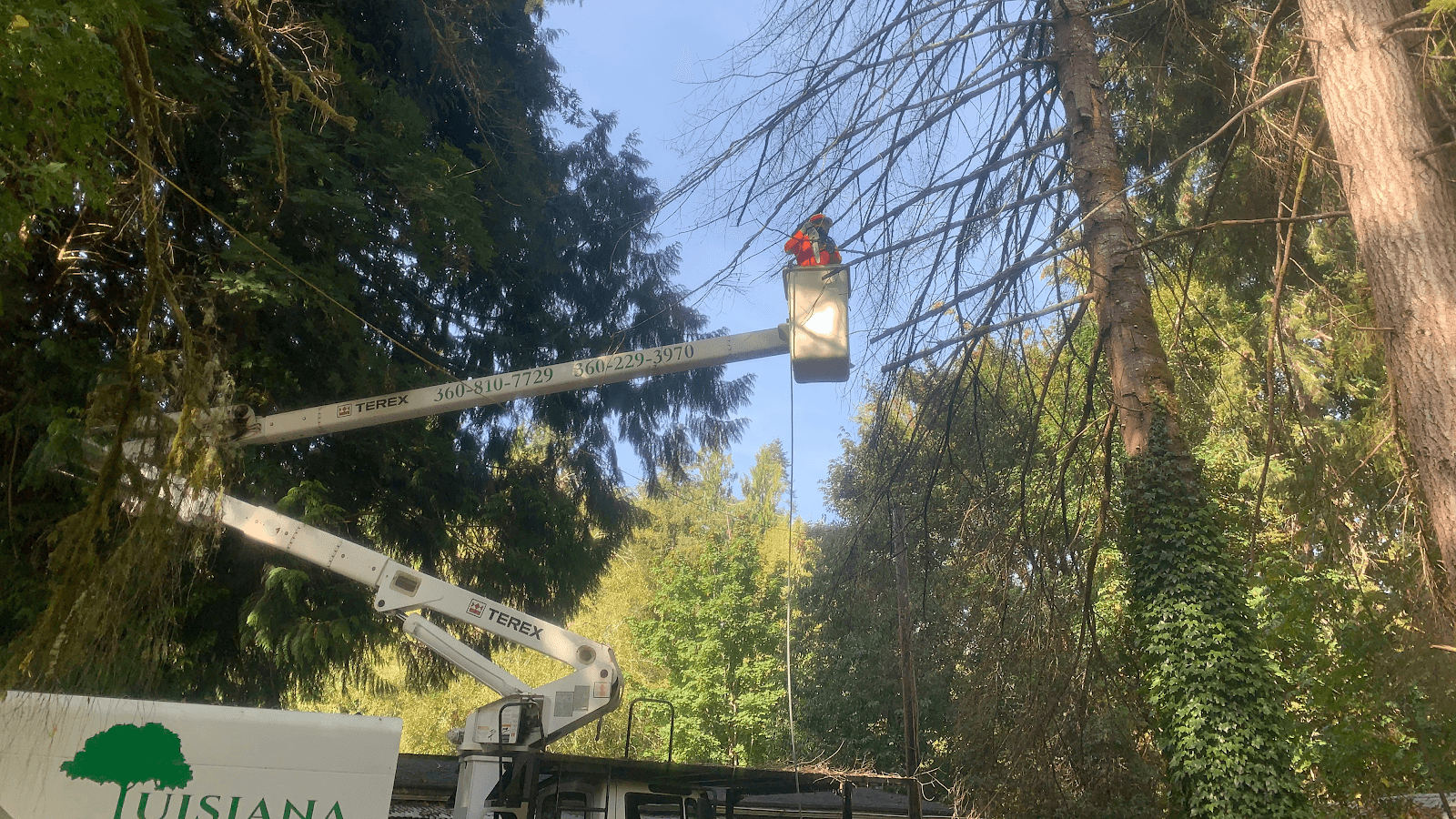 Luisiana Tree Services LLC