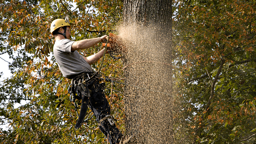 Stoudt Tree Professionals
