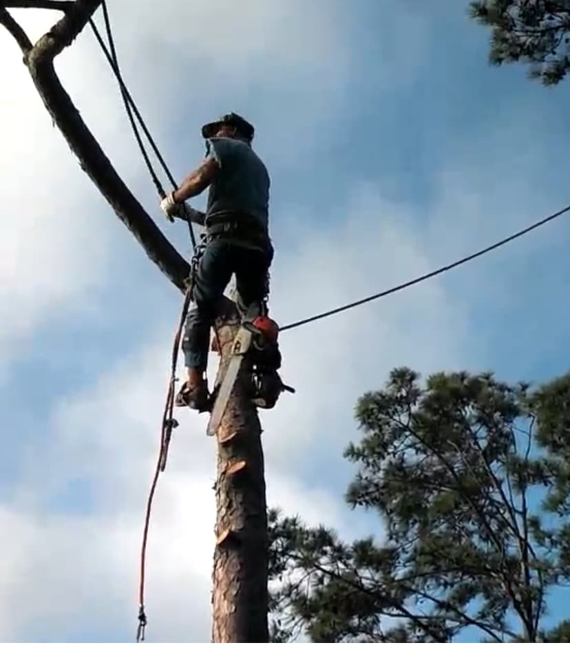 Andy Chaddrick's Tree service