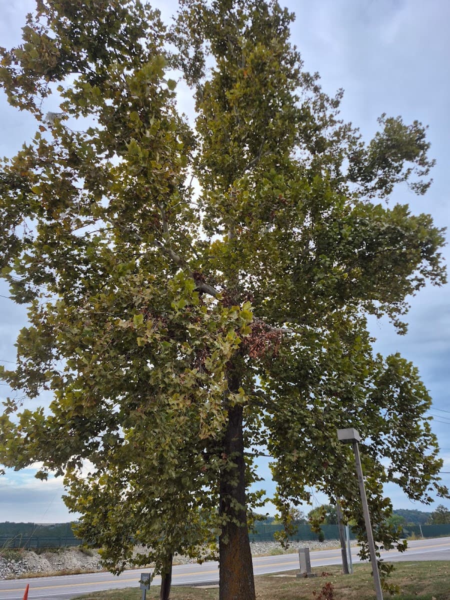 Beckmann And Son Tree Services LLC