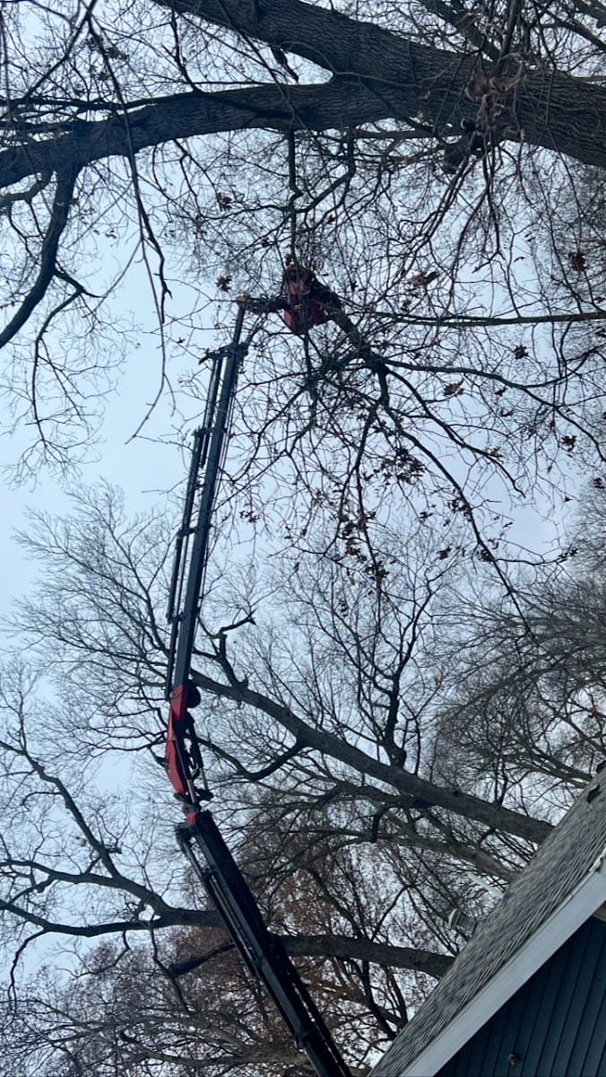 Straight cut tree service LLC