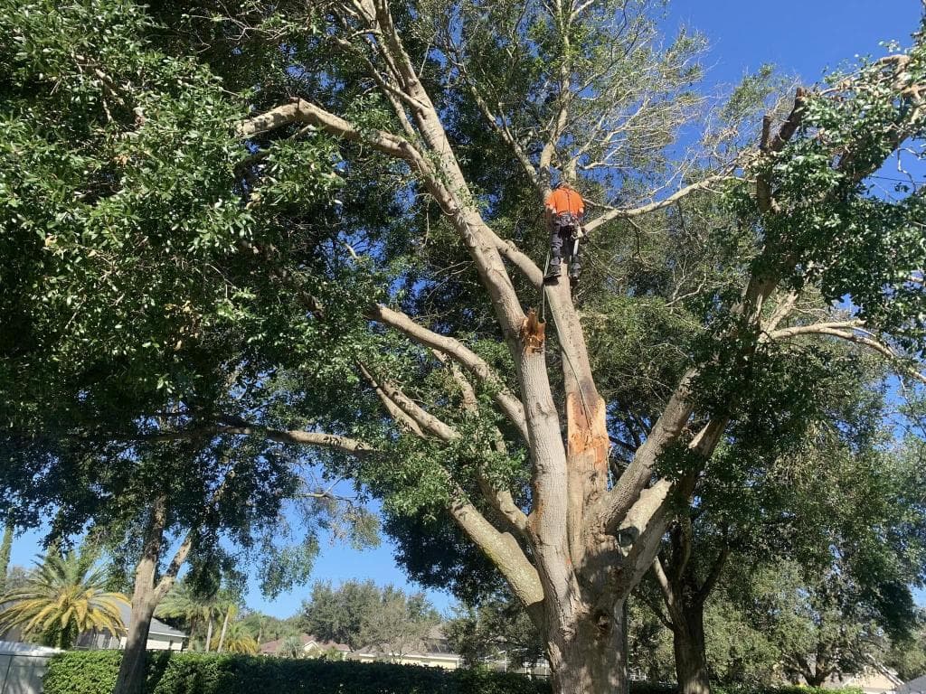 Pensacola Tree Service LLC