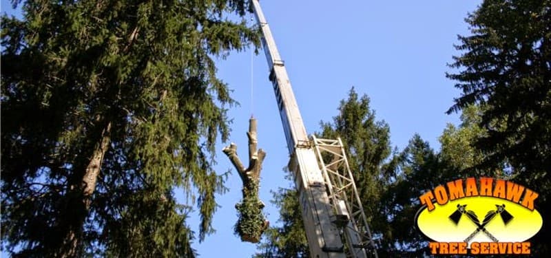 Tomahawk Tree Services