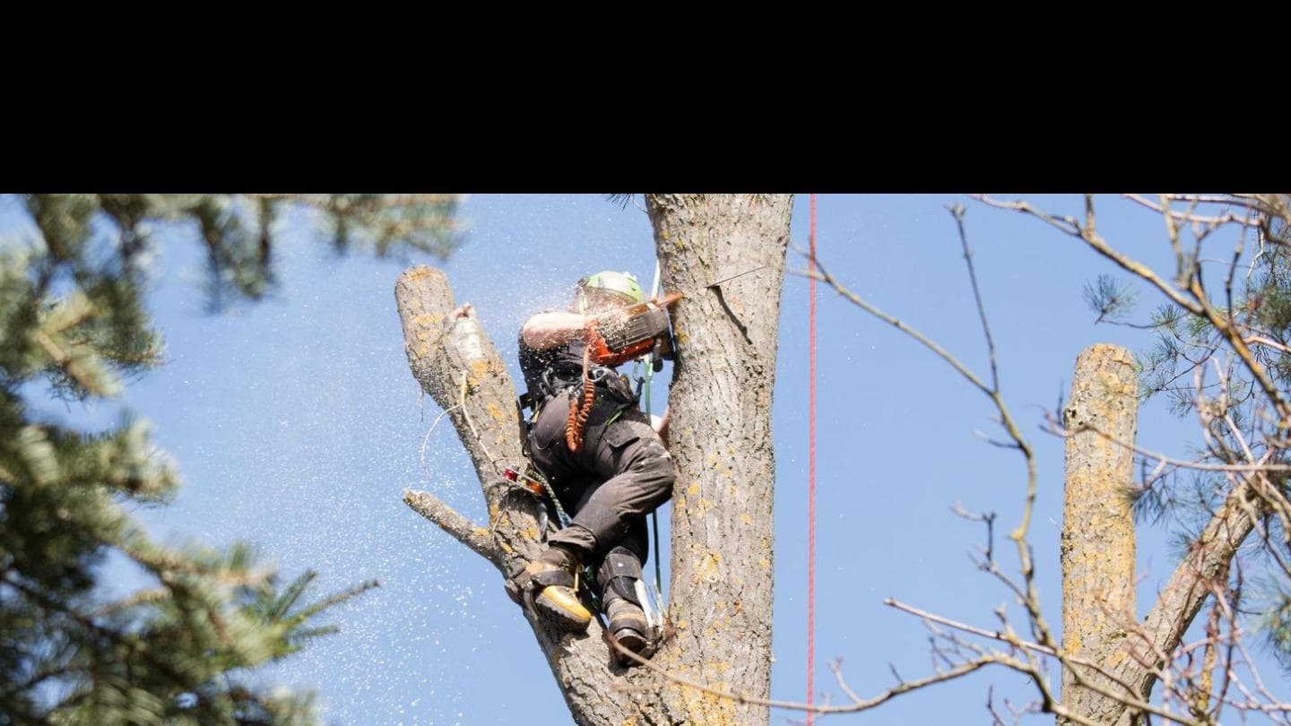 Lester's Tree Service
