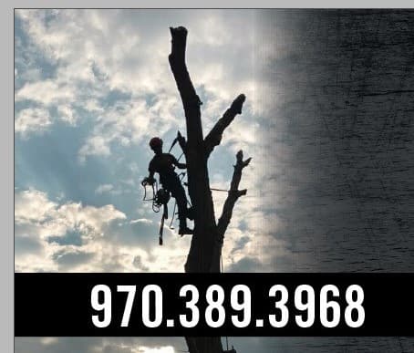 Bristlecone Tree Care