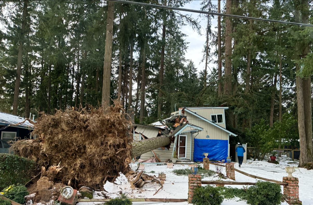Capitol Tree Service Inc.