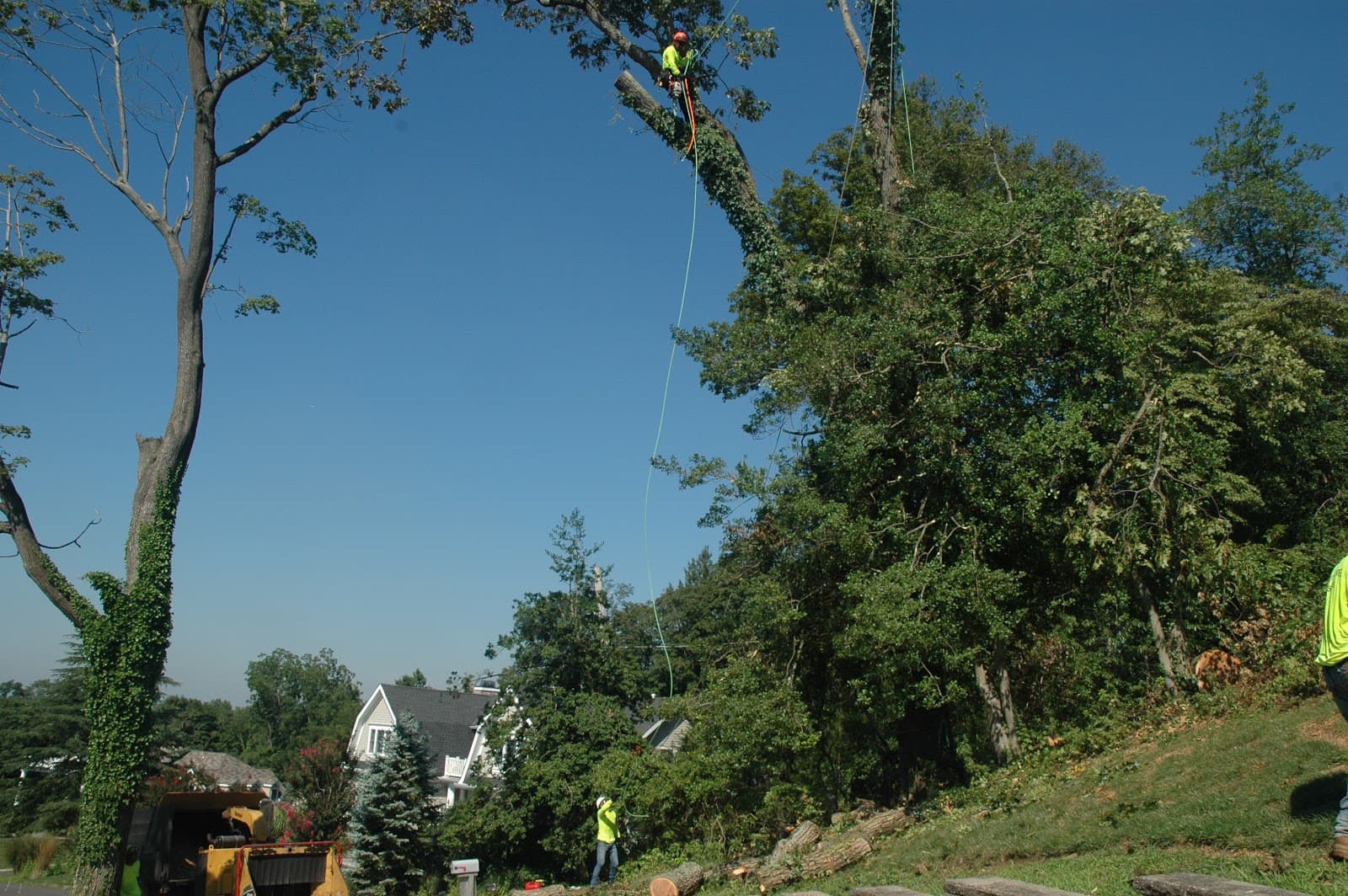 Monmouth County Tree Service