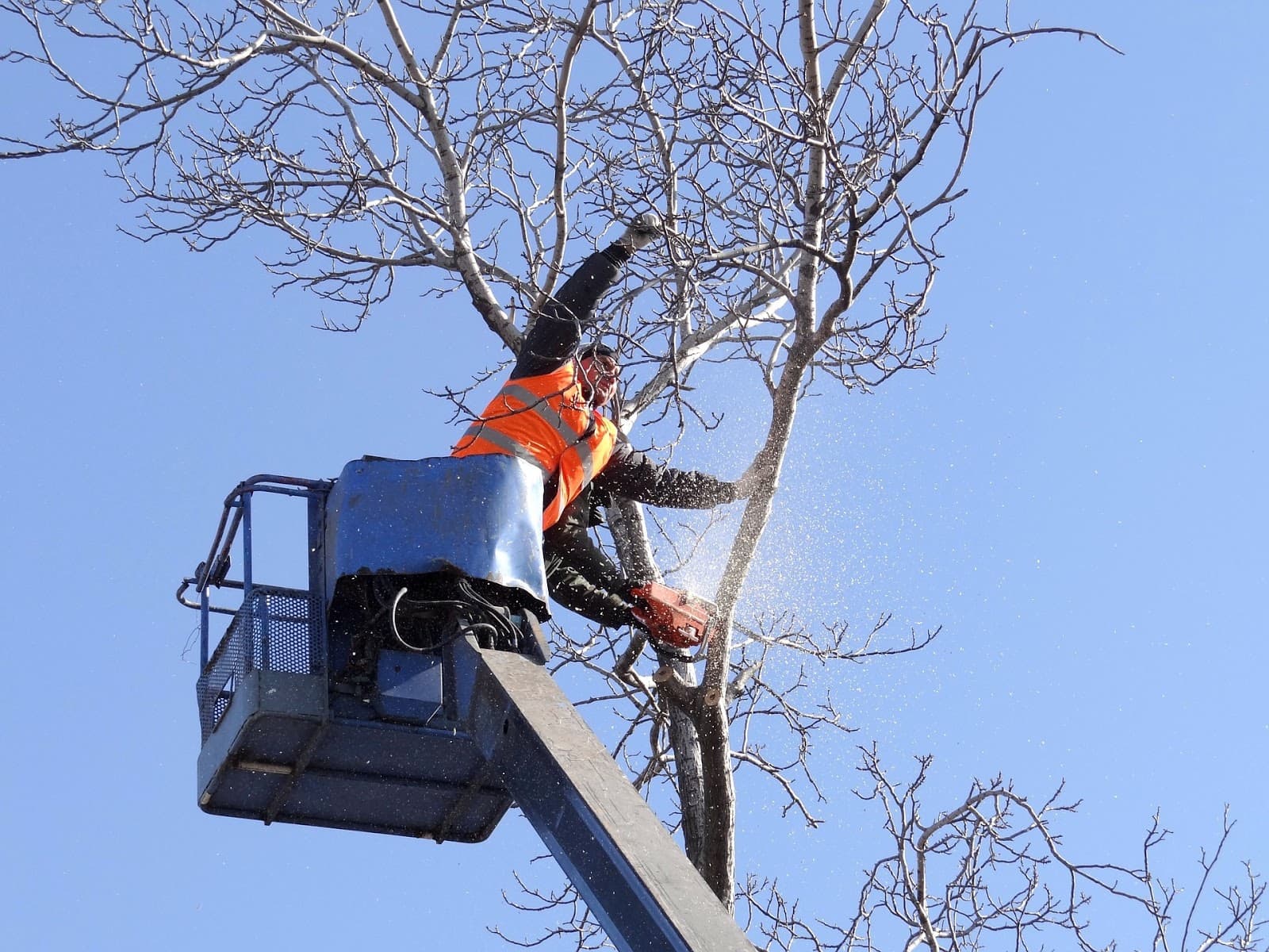 Elite Tree Service