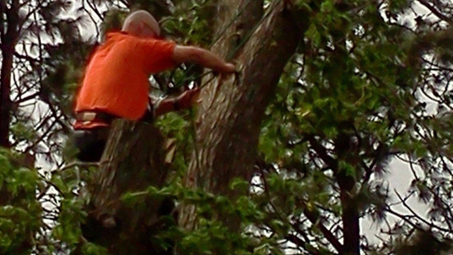 Marcs tree and landscape
