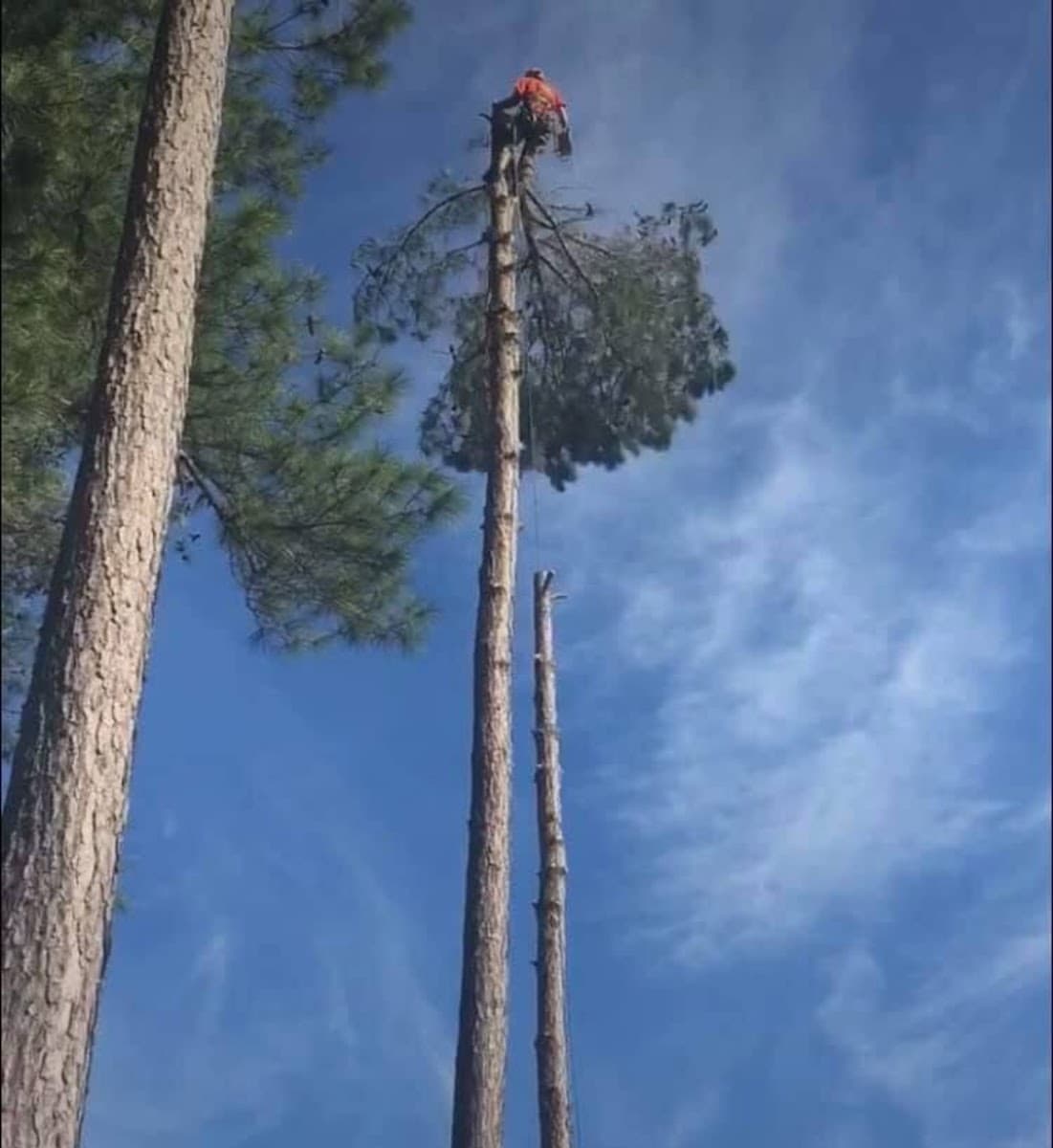 Precision Tree Care