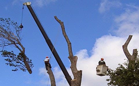 All Around Landscape & Tree Service