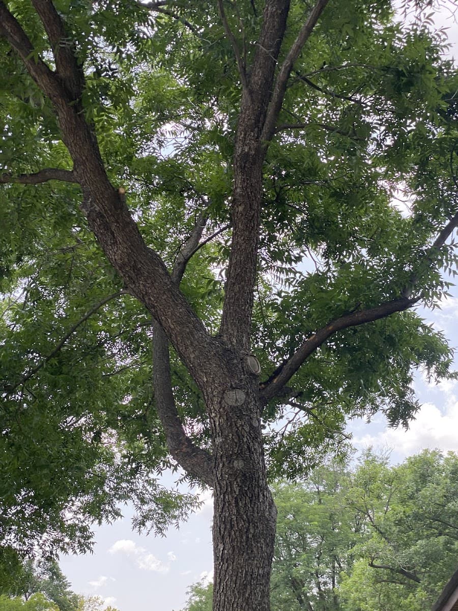 All Season Arborist LLC