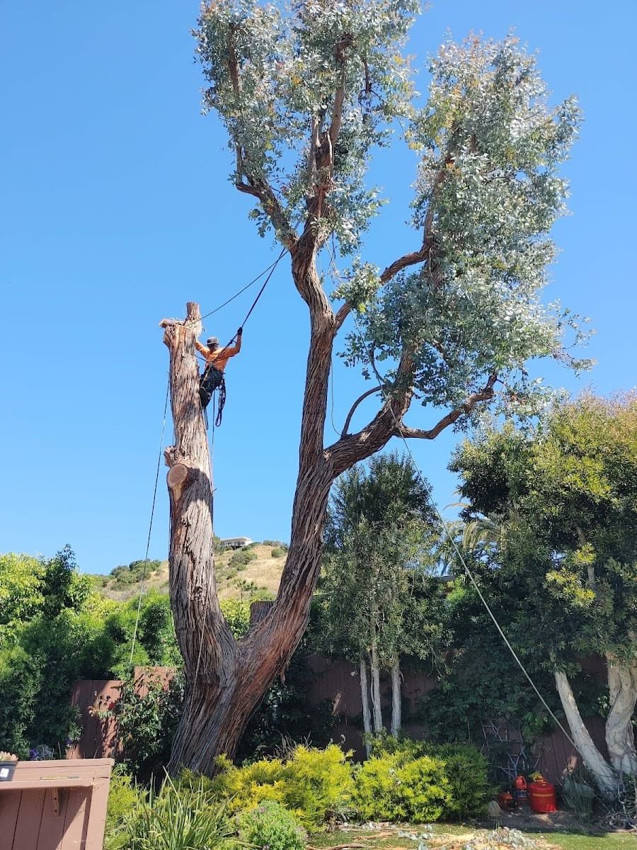 Johnson Tree Service