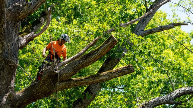 Donnie Owens Tree Services