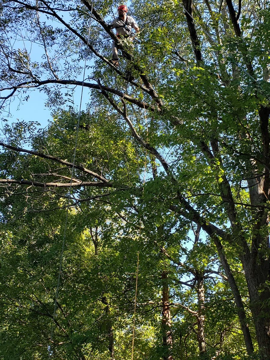 Tree Pruning Specialist