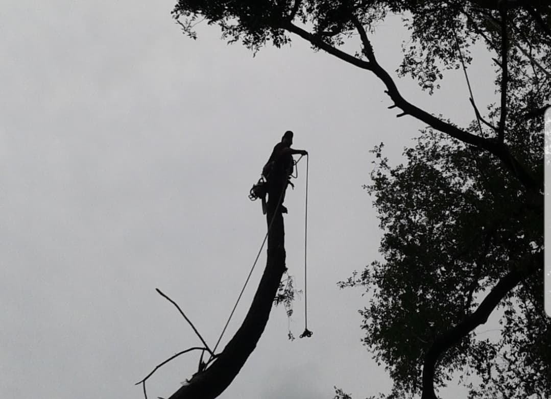 Discount Professional Tree Removal, Inc.
