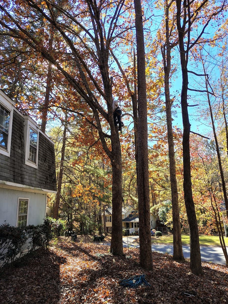 Ashland Tree Service