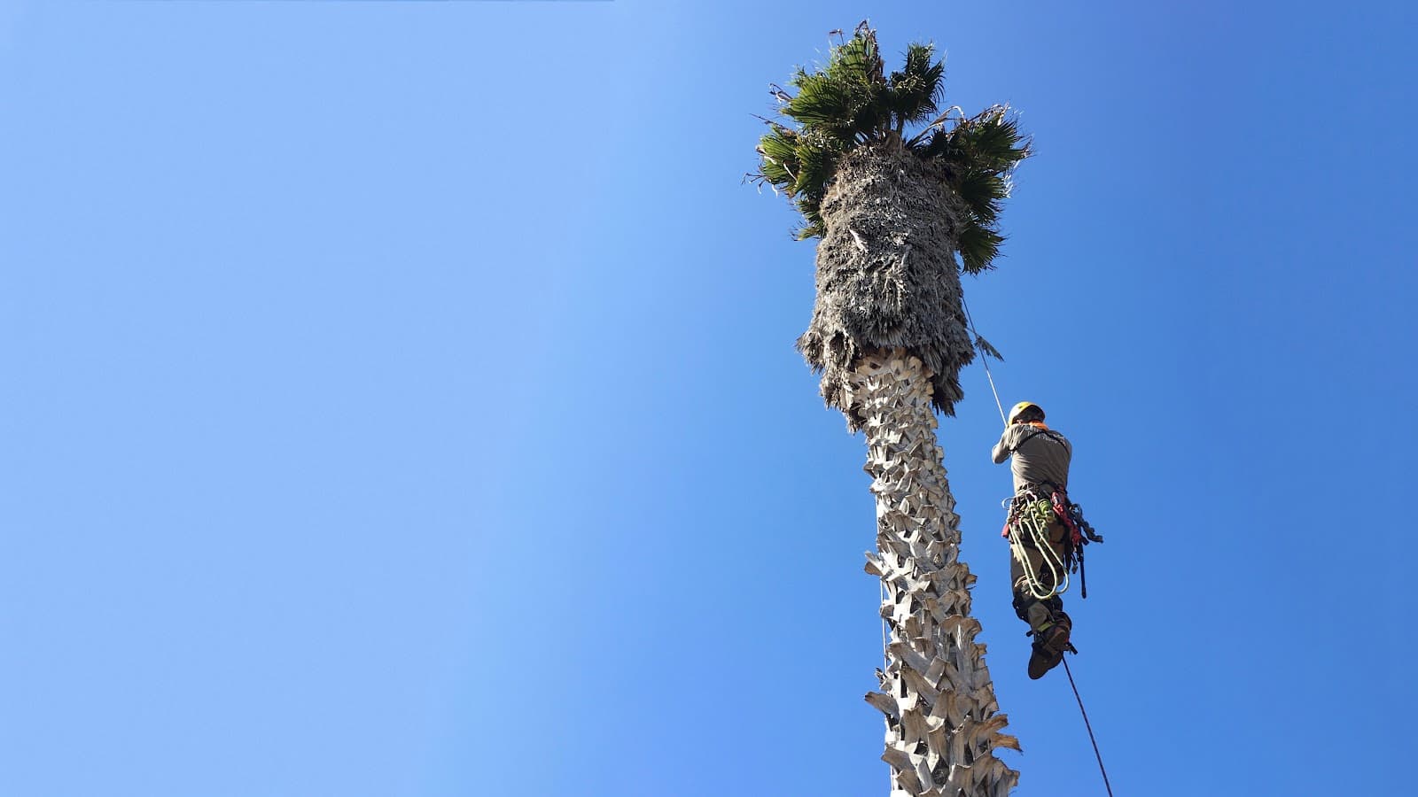 Ocean Beach Arborists