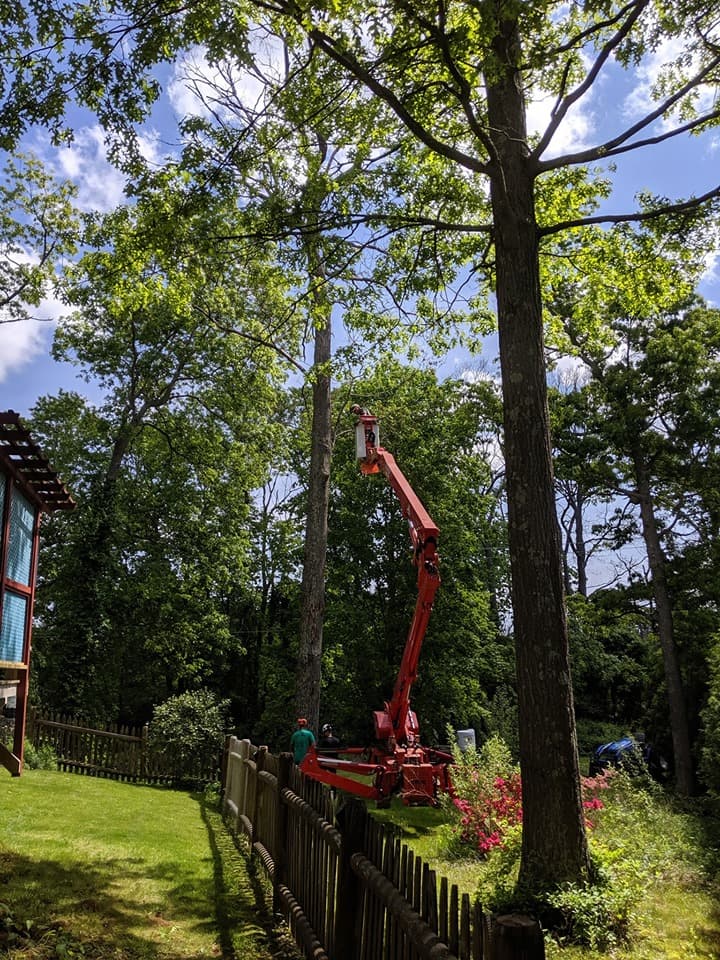 Wood Land Tree & Landscape llc