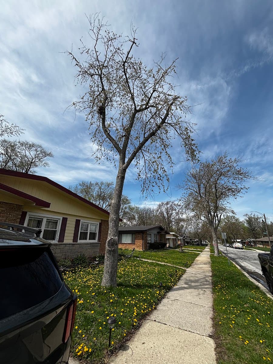 ChicagoLandTreeExperts.LLC