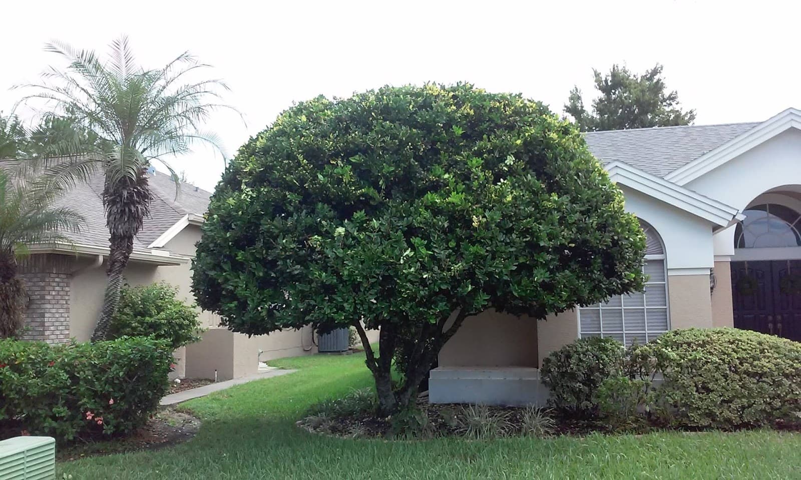 Hayes Tree Service Inc