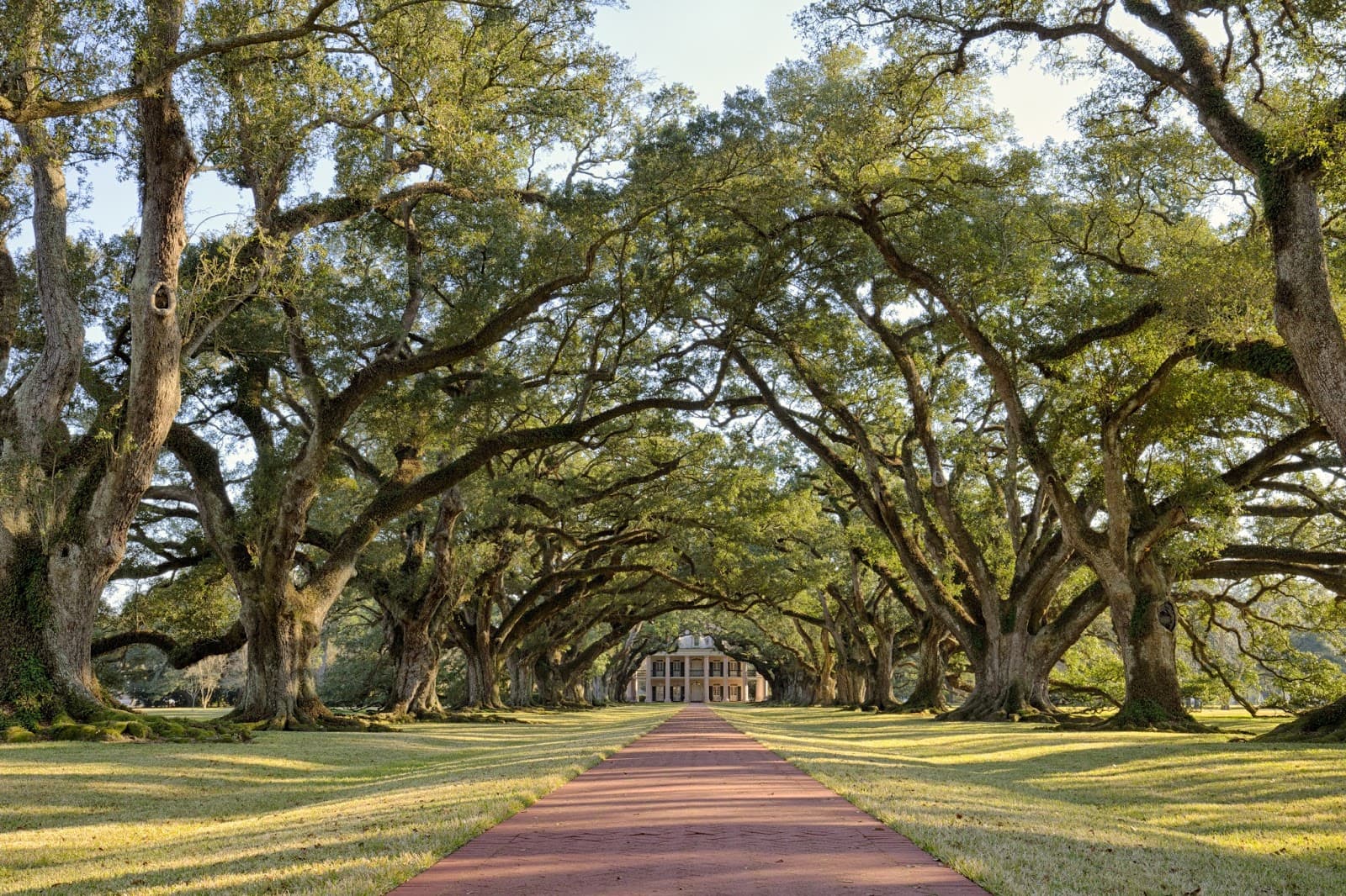 Tree Surgery by Ricky Vincent