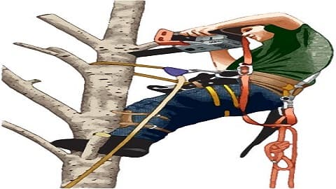 Ramirez Tree Service