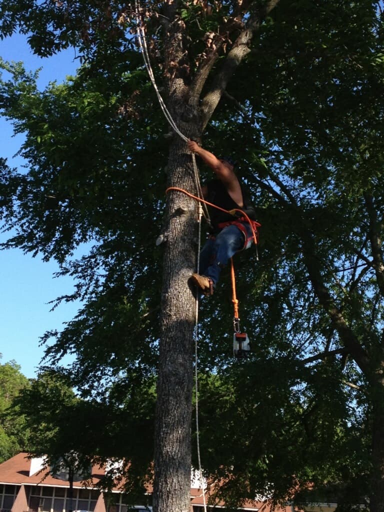 Gordon's Tree Service
