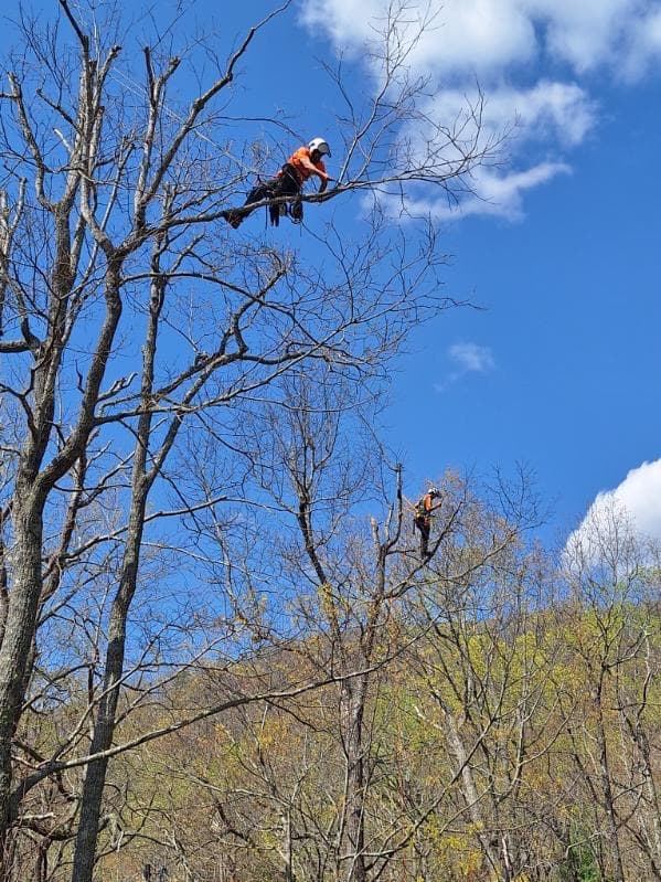 Guardians of the Canopy