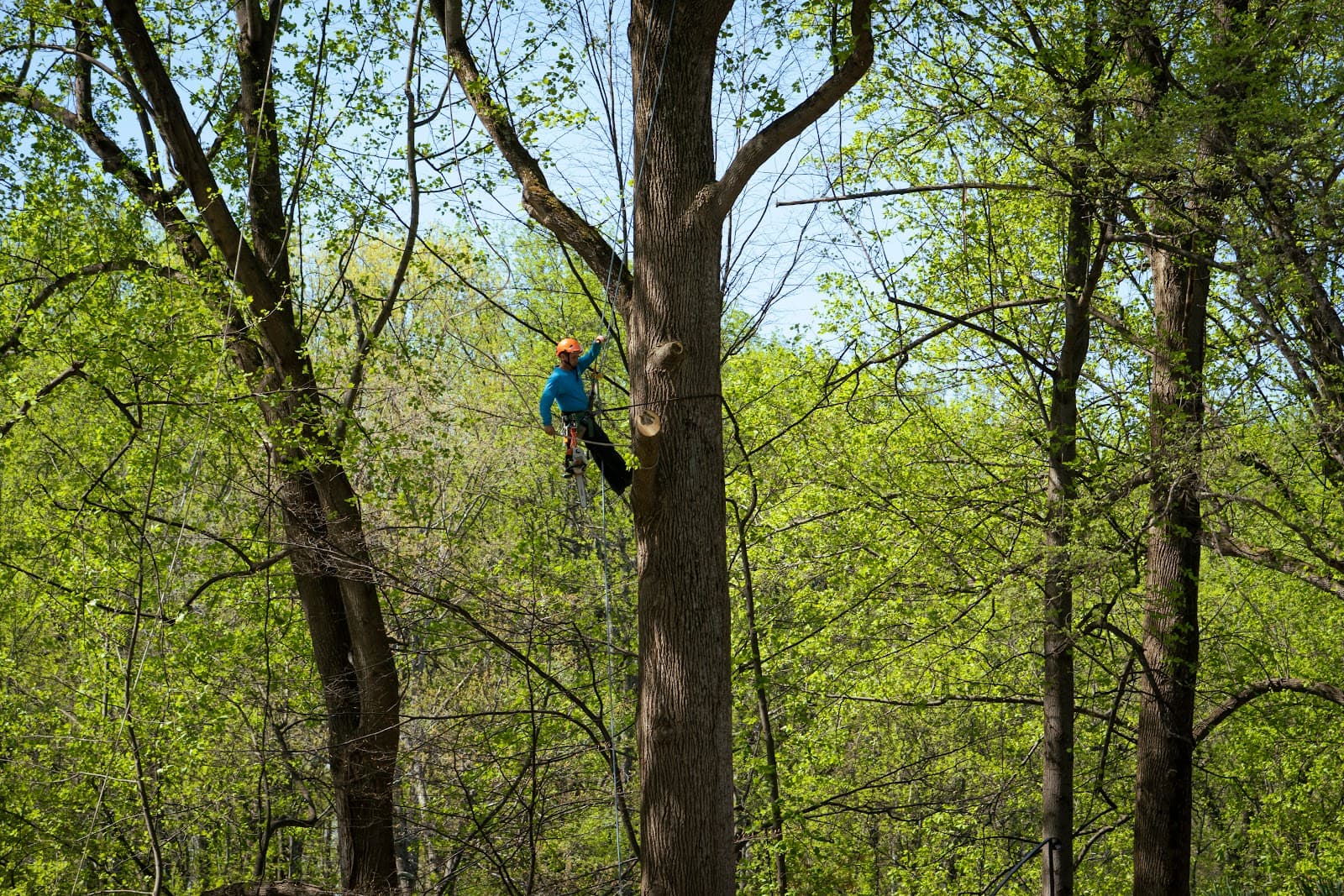 Yanez Tree Service Experts