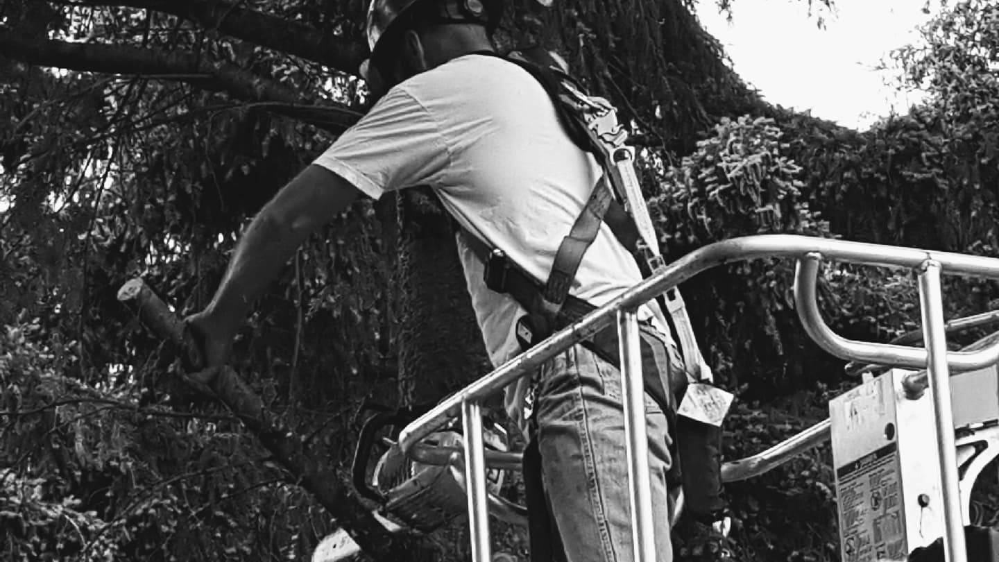 Pilchuck Tree Service