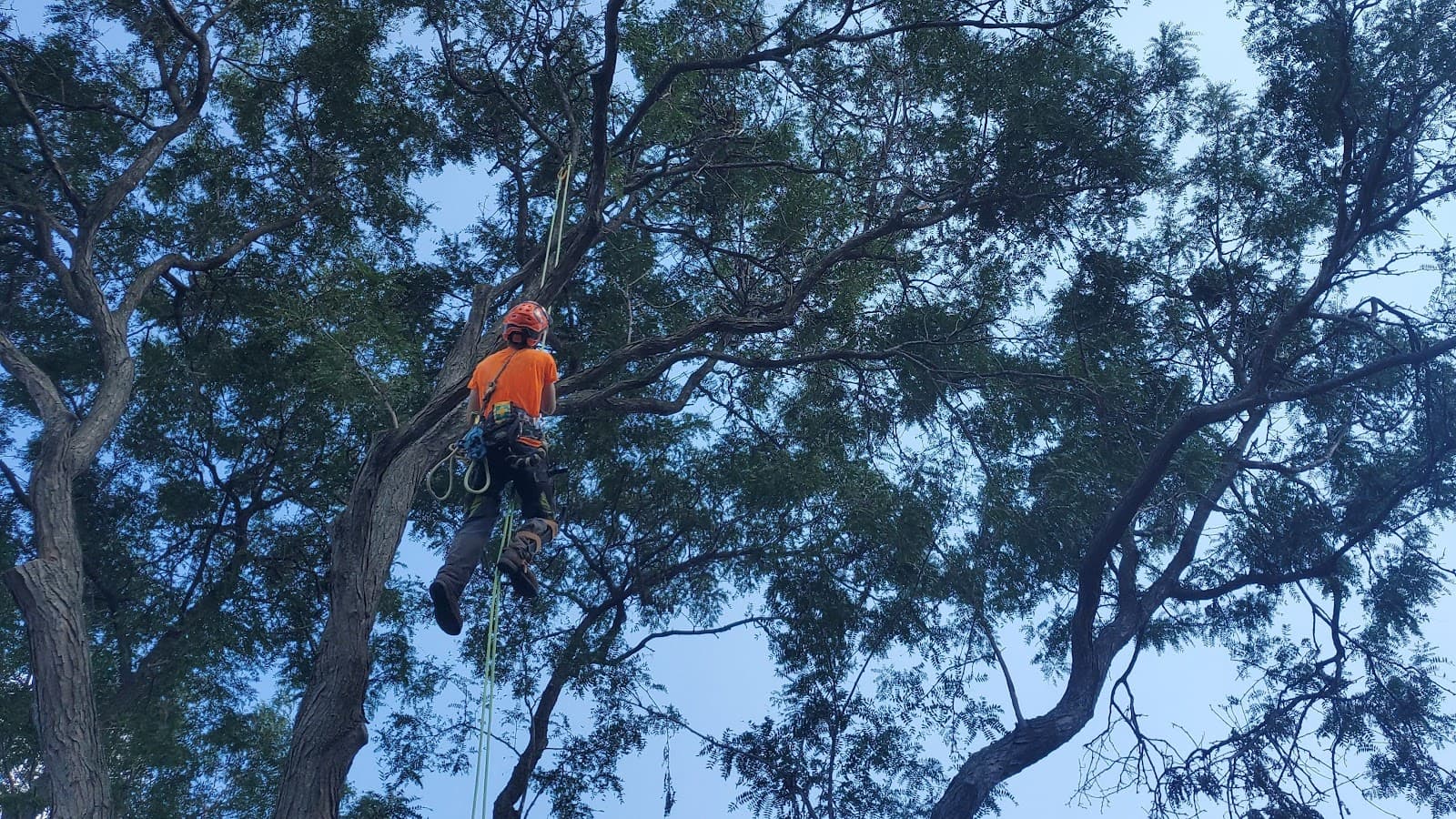 Joutras Tree Care LLC