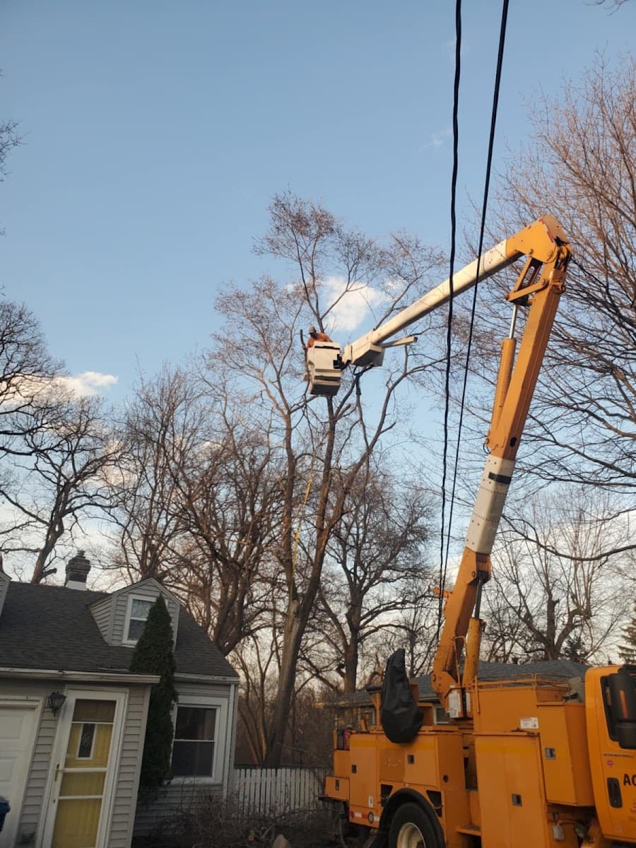 Action's Tree Service