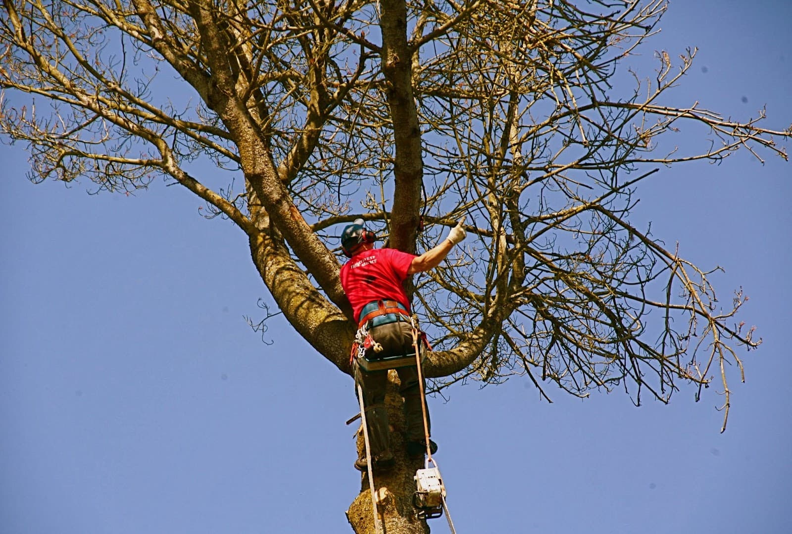 Northwest Tree Services