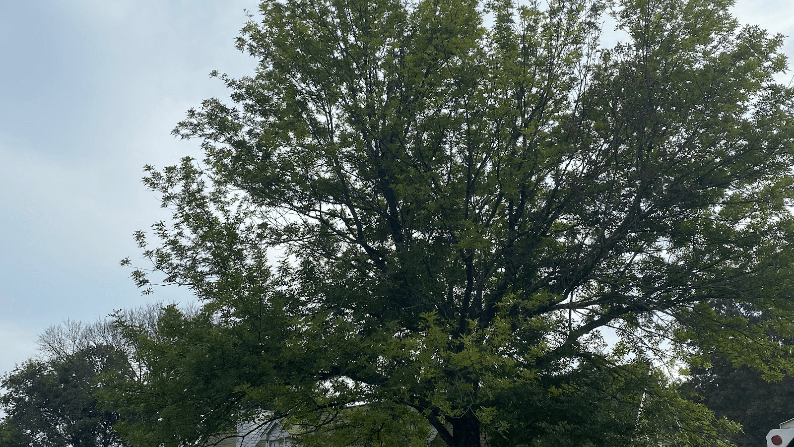 The Watta Tree Service