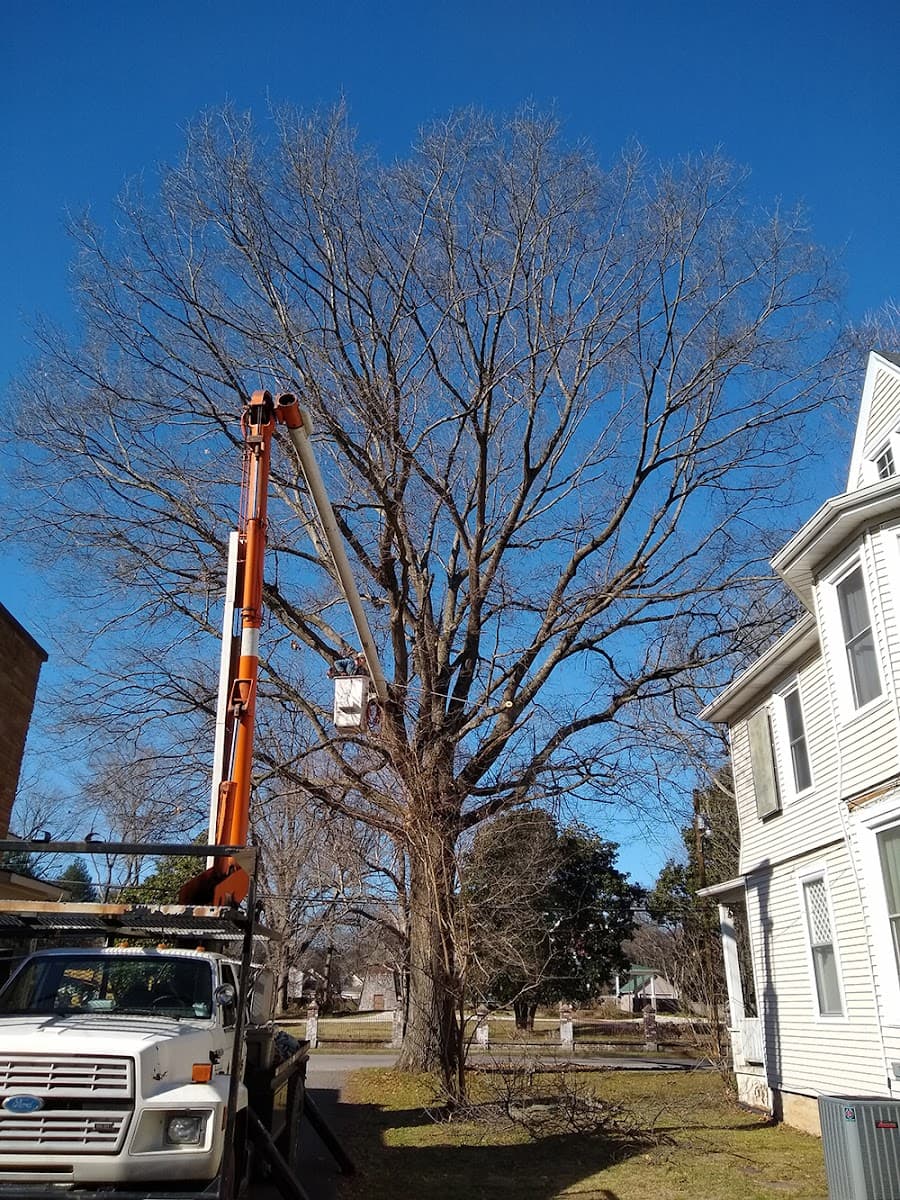 Hollis Professional Tree Service