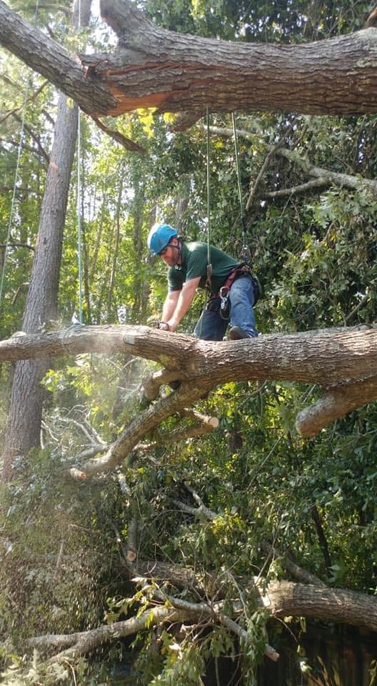 Arborscape Tree Preservation