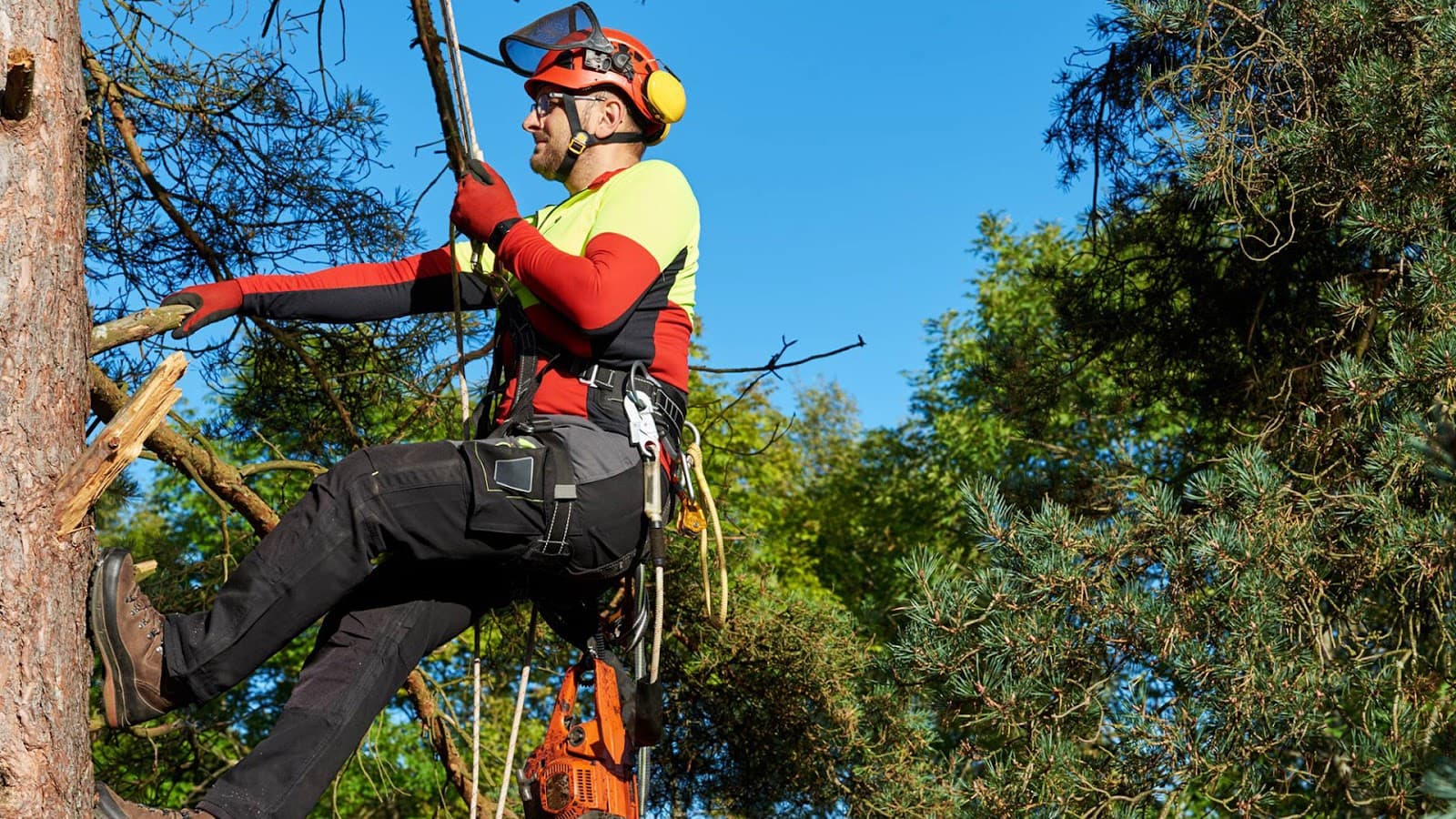 Golden Oak Tree Service